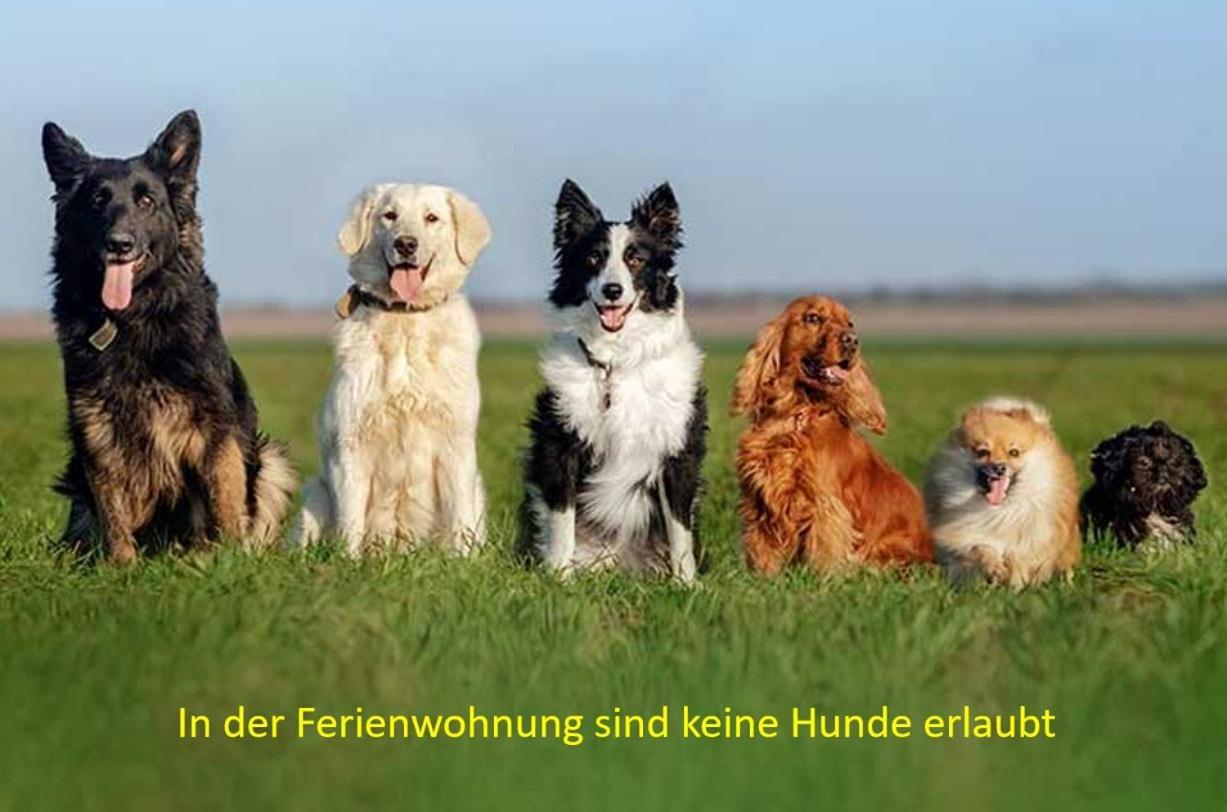 Pension & Ferienwohnung Oberhof 810 M 部屋 写真